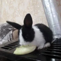 خرگوش ۱ماهه|موش و خرگوش|تبریز, |دیوار