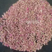 بذرگندم باران  دیم بوجار شده وسم زده کیسه|خدمات باغبانی و درختکاری|زالیان, |دیوار