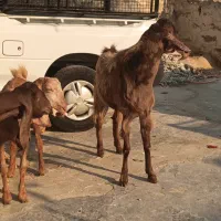 بز دسته جمعی|حیوانات مزرعه|بندر دیر, |دیوار