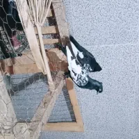 سینه سیاه گلال.پاپر