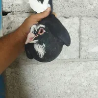 کبوتر سره ای|پرنده|کرمان, |دیوار