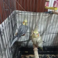 دو عدد عروس هلندی نرماده با لونه قفس