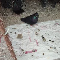 یک جفت تعزینی زاغ کاکلی ابادانی|پرنده|جعفرآباد, |دیوار