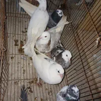 ۱۸ عدد کبوتر تزئینی زیبا و کیفیت عالی|پرنده|نقده, |دیوار