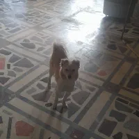 سگ پاکوتاه|سگ|دزفول, |دیوار