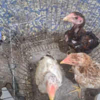 جوجه ۳ماهه لاری