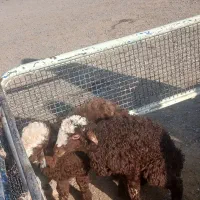 بره ماده سالم