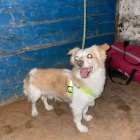 سگ گمشده حدود یکماه پیش،محدوده شیراز