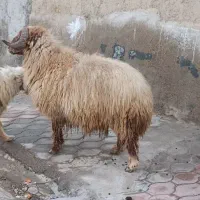 قوچ آدرس کوت عبدالله روستای جنکیه