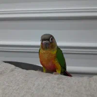 گرینچیک رام چلوندنی