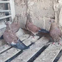 کبوتر رنگی تاپ