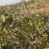 پنجـ نیم هکتارباغ پسته بااستخرده ساعت اب