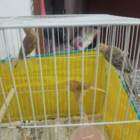 سلام 3تاجوجه قناری4ماه|پرنده|قوچان, |دیوار