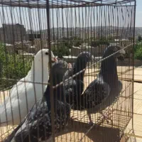 کبوتر|پرنده|بومهن, |دیوار