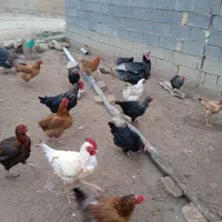 انواع‌مرغ‌وخروس‌وبوقلمون