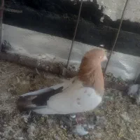 سینه دوسبت بداری|پرنده|مرودشت, کناره|دیوار