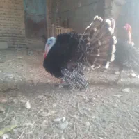 بوقلمون نر