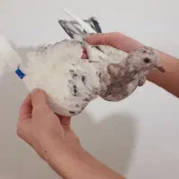 کبوتر هما|پرنده|نوشین شهر, |دیوار