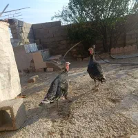 بوقلمون محلی|حیوانات مزرعه|آبدانان, |دیوار