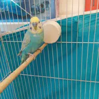 مرغ عشق اسپانگل