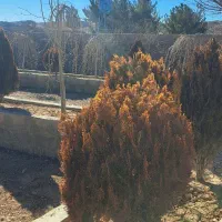 باغ-خان-زنیان