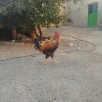 مرغ خروس|حیوانات مزرعه|ایرانشهر, |دیوار