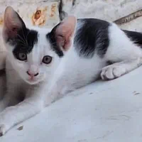 واگذاری بچه گربه|گربه|فسا, |دیوار