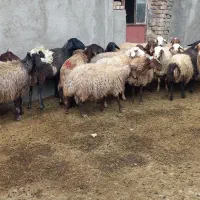 میش آبستن مایع کرده