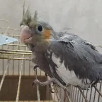 عروس|پرنده|اردکان, |دیوار