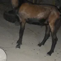 فروش بز نر