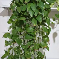 گل پتوس ۲ متری