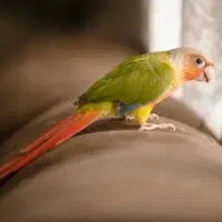 گرینچیک گم شده در فرهادگرد با ۵ میلیون مژده گانی