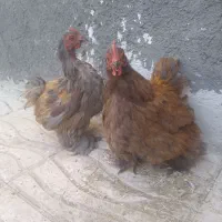 فروش دو مرغ کوشین