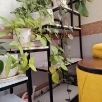 استند و گل|گل و گیاه طبیعی|بیرجند, |دیوار