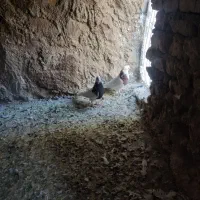 کبوتر|پرنده|قروه, |دیوار