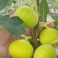فروش نهال های پر ثمر