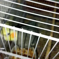 عروس هلندی ضمانتی