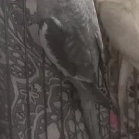 عروس هلندی|پرنده|شوشتر, |دیوار