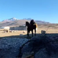 اسب جوان دوسال کرد|اسب و تجهیزات اسبسواری|ارشق, |دیوار