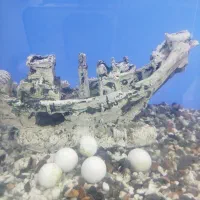 آکواریوم شیشه 10میل خارجی