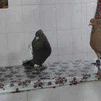 کبوتر سینه ای