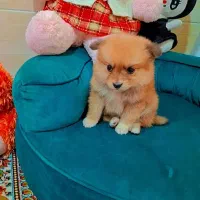 پامر خرسی عروسکی|سگ|رشت, دیانتی|دیوار