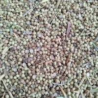 گشنیز تراکتوری