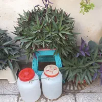 گل وگیاه|گل و گیاه طبیعی|بهارستان, |دیوار