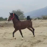 اسب نریان شجره دار