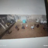 تعداد ۱۴ عدد غو غاز ودورور۲۰ تا مرغ وخروس محلی|حیوانات مزرعه|تاکستان, |دیوار