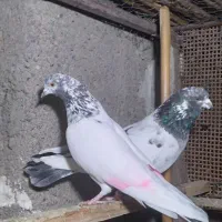 کبوتر|پرنده|گرگان, |دیوار