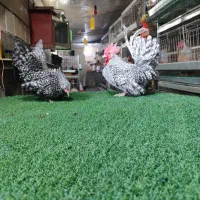 تخم نطفه دار جاپنیز|حیوانات مزرعه|اصفهان, سروستان|دیوار