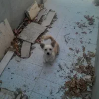 واگذاری سگ پامر|سگ|خمینی‌شهر, |دیوار