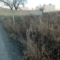 یک قطعه باغ انگور